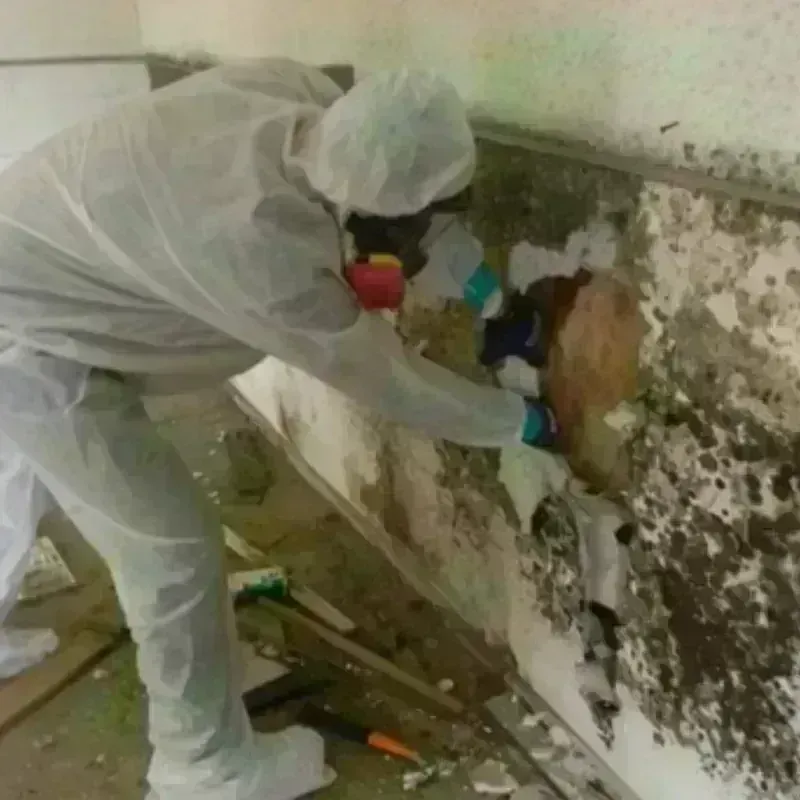 Mold Remediation and Removal in Jefferson County, TX